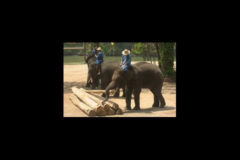 Elephants picking up logs